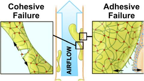 illustration of cohesive and adhesive failure